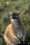 Bennett's wallaby.